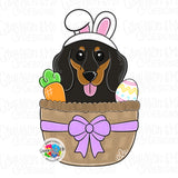 GMD Easter Short Hair Dachshund