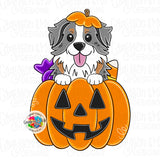 GMD Aussie Pumpkin