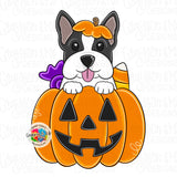 GMD Boston Terrier Pumpkin