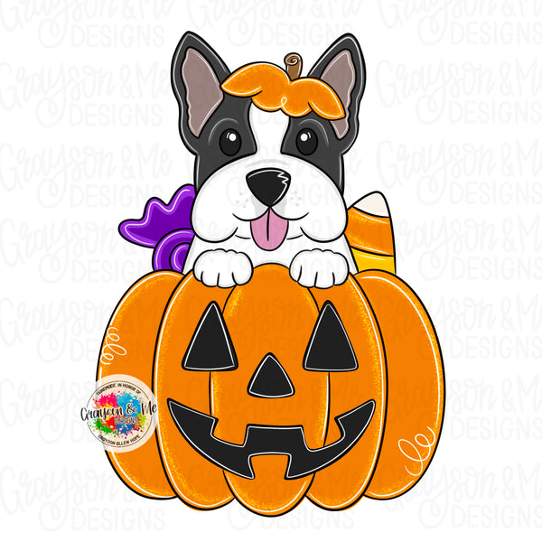 GMD Boston Terrier Pumpkin