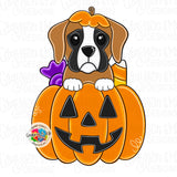 GMD Boxer Pumpkin