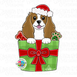 GMD Christmas Present Cavalier Spaniel