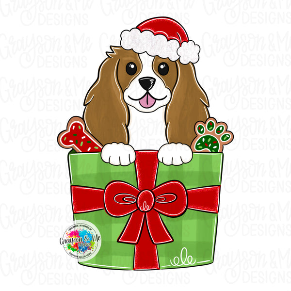 GMD Christmas Present Cavalier Spaniel