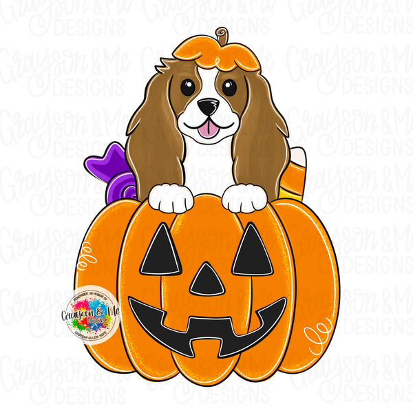 GMD Cavalier Spaniel Pumpkin
