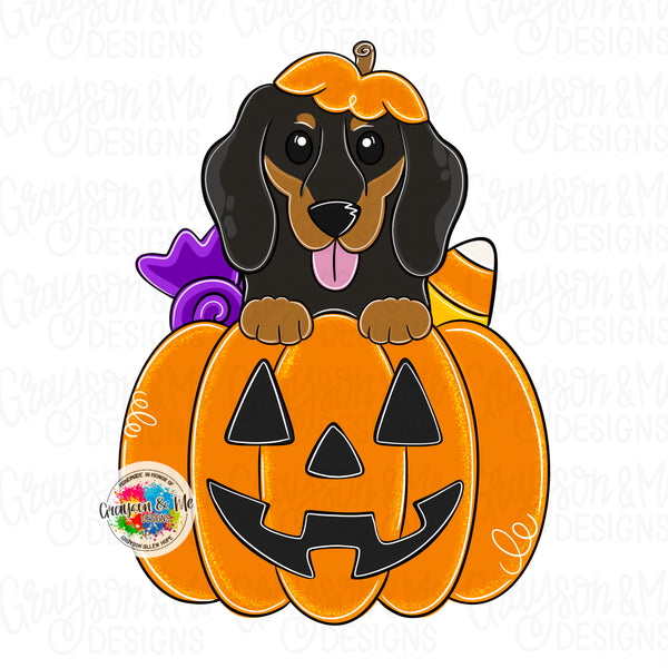 GMD Dachshund Pumpkin 2