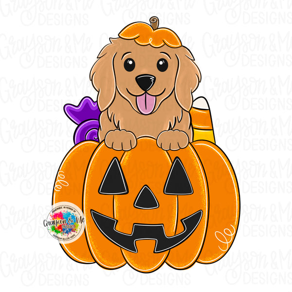 GMD Golden Retriever Pumpkin