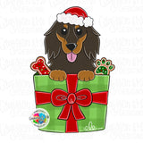 GMD Christmas Present Long Hair Dachshund