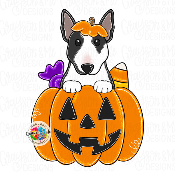 GMD Mini Bull Terrier Pumpkin