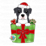 GMD Christmas Present Pitbull