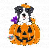 GMD Pitbull Pumpkin