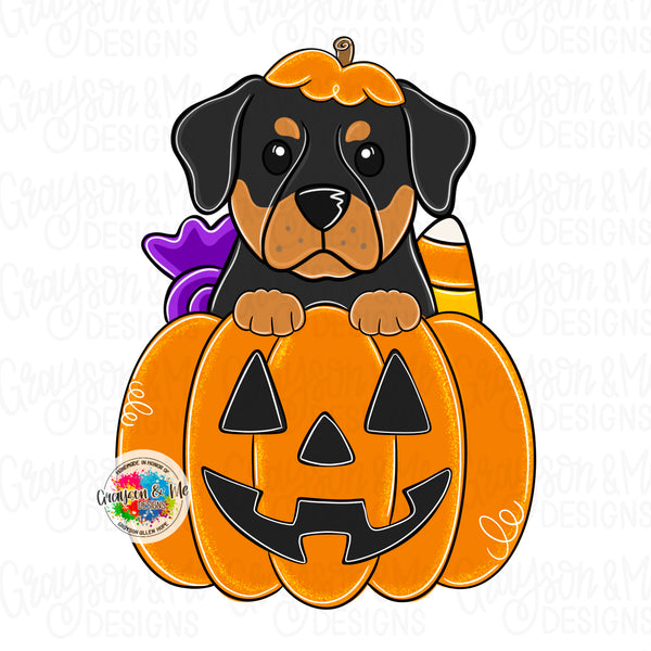 GMD Rottweiler Pumpkin