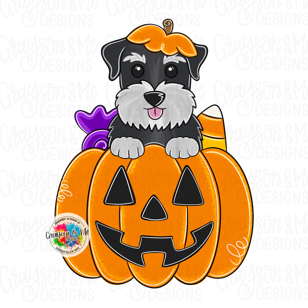 GMD Schnauzer Pumpkin
